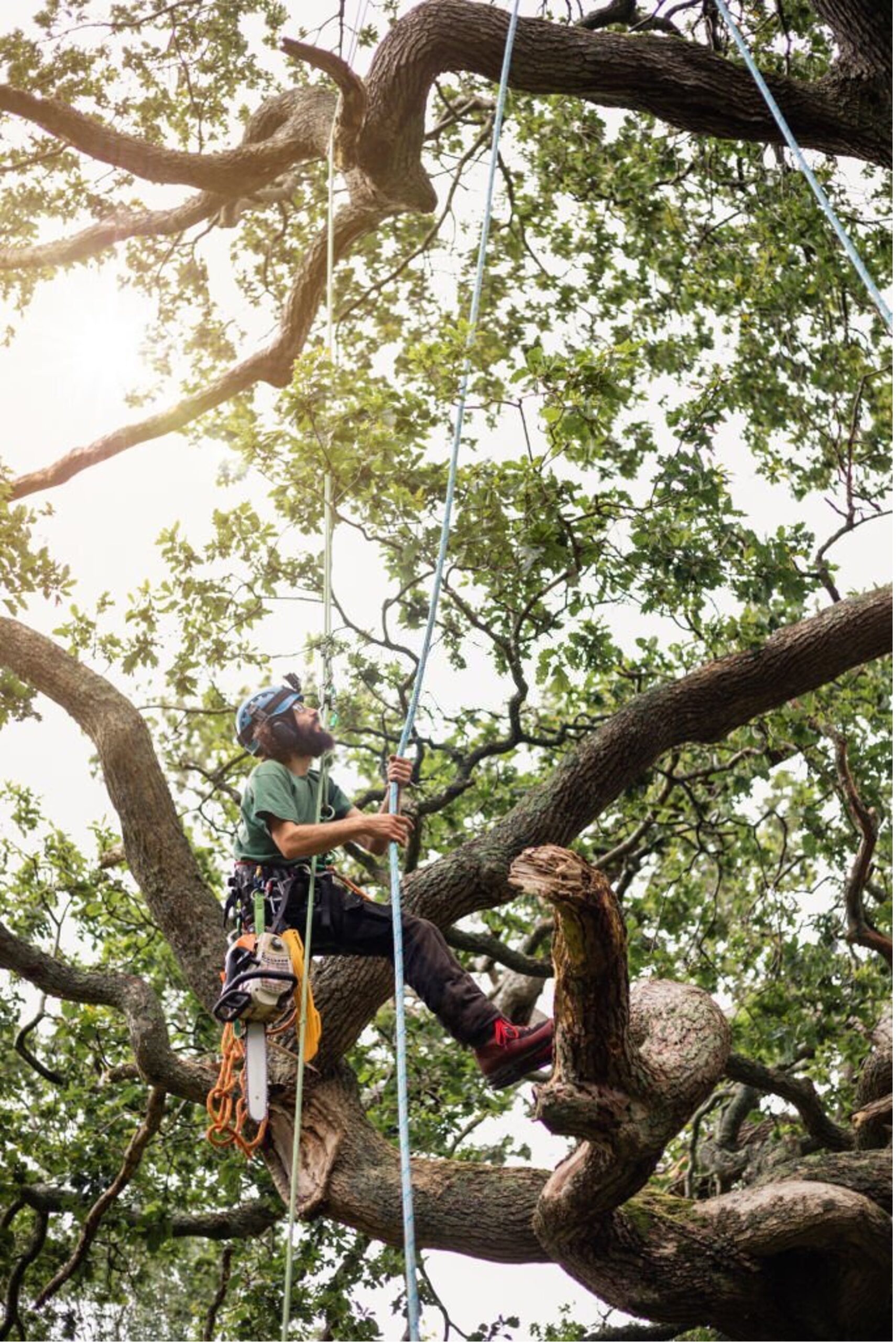 Baumpflege Kronensicherung Baumsicherung Regensburg