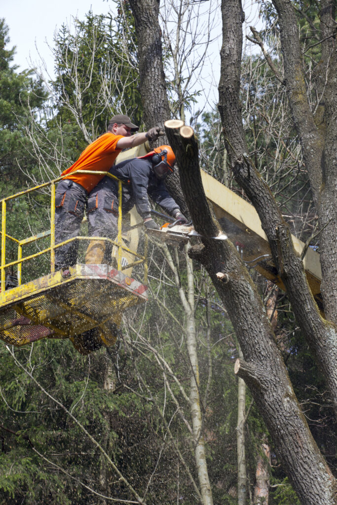 Baumpflege Baumkontrolle Regensburg